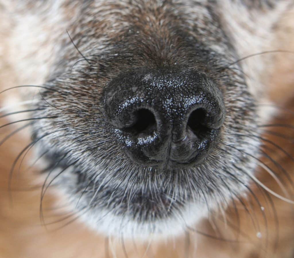 dog nose