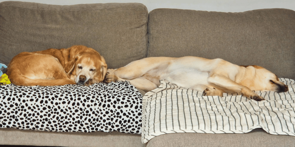 house sitting Finchley