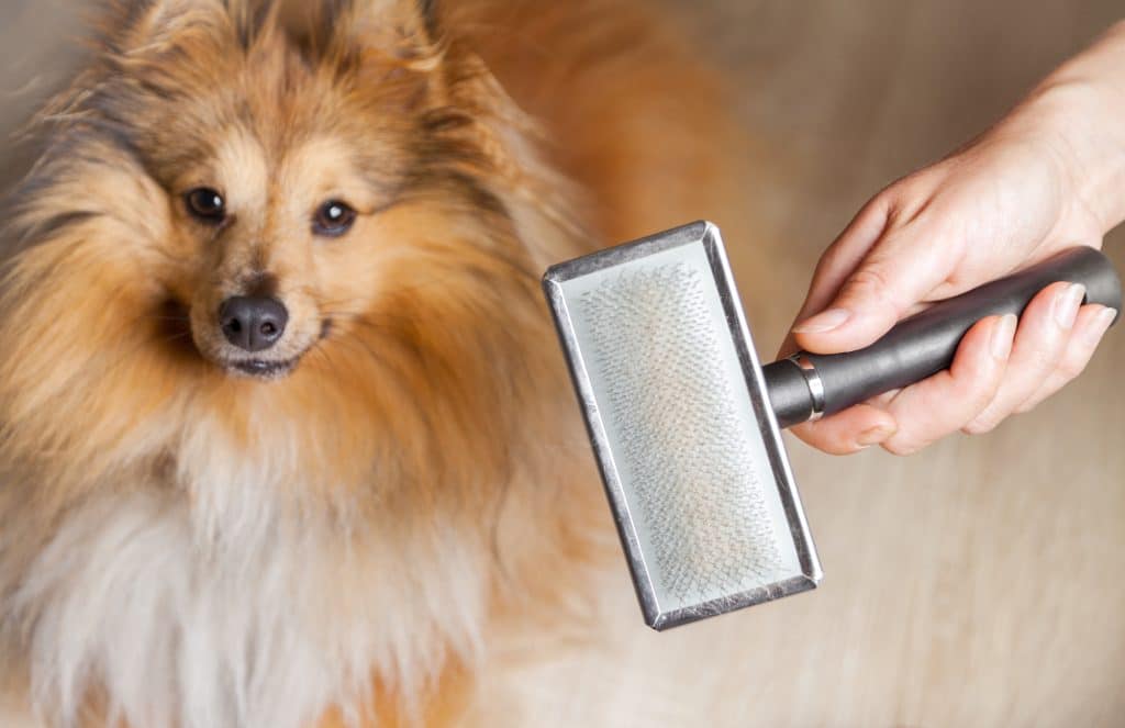 photo f calm dog being brushed during dog groom