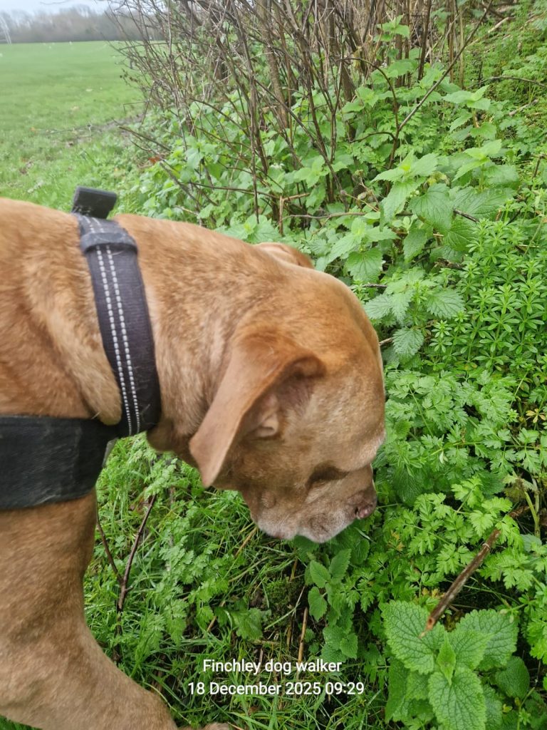 cuba an elderly dog ona sniff and decmpress walks