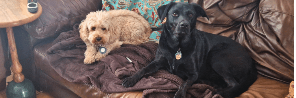 Choosing a trusted dog sitter or boarder