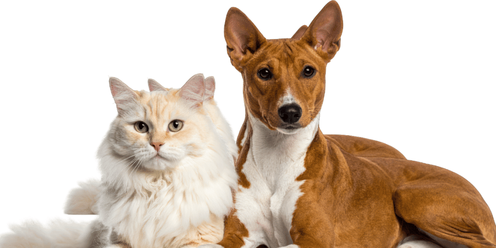 holiday care for dogs and cats Finchley