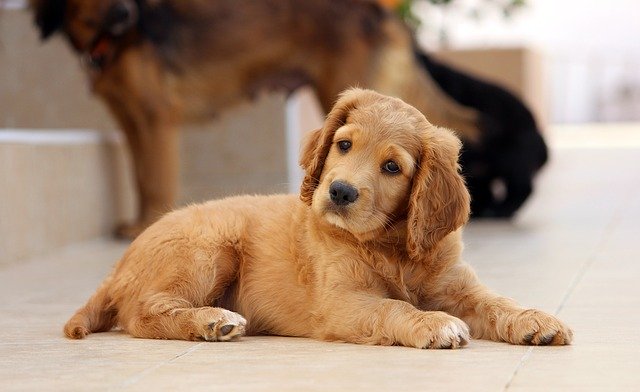 dogs ad picnics