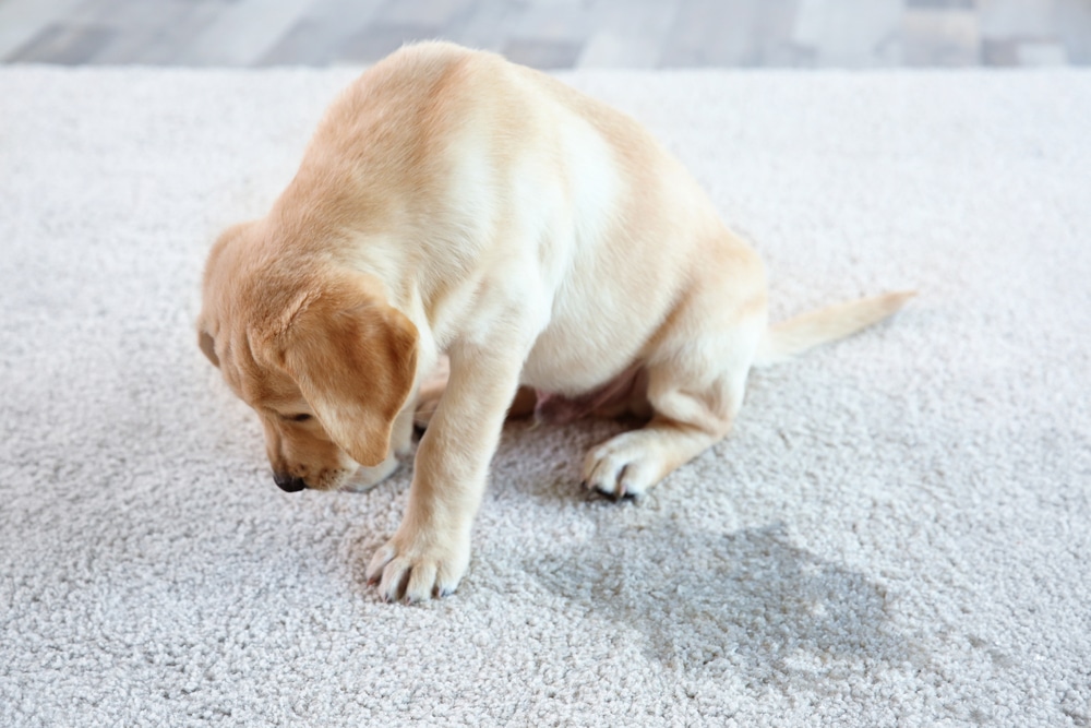 How To Remove Dog Pee From Carpet Finchley Dog Walker