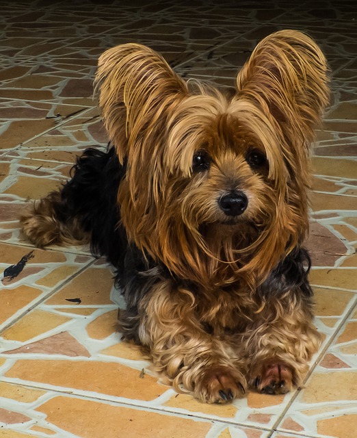 c0580ec0e0d0e31e15b7543d_640 Characteristics and special needs of the Yorkshire Terrier