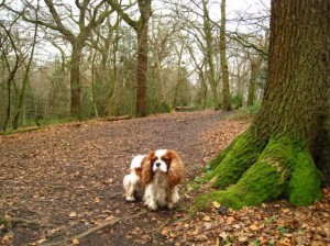 north-london-dog-walks-highgate-300x224 Where we walk