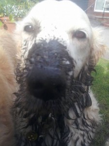 honey-muddy-dog-walker-225x300 Dog Walks and Mud