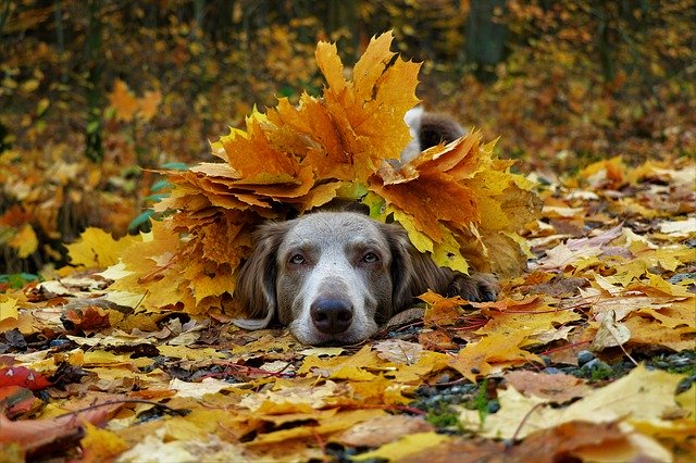 weimaraner-3806655_640 Seasonal Canine Illnesses