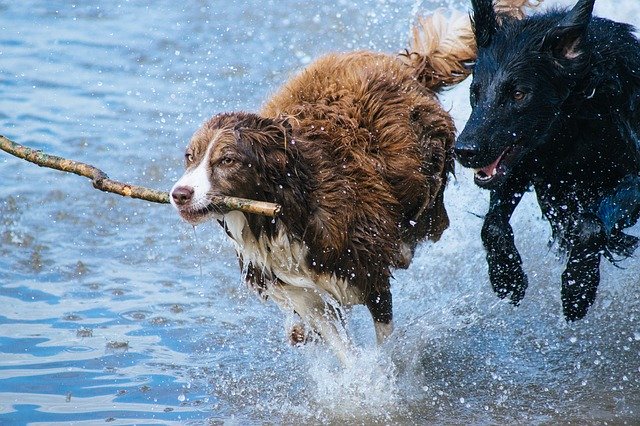 dogs-1246588_6401 Sticks and the Dangers To Dogs