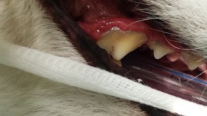 20160302_121403-300x169 Dental Disease