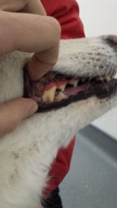 20160305_104240-e1457637454821-169x300 Dental Disease