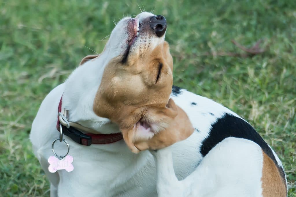 Depositphotos_53923137_l-2015-1024x684 Dogs and parasites