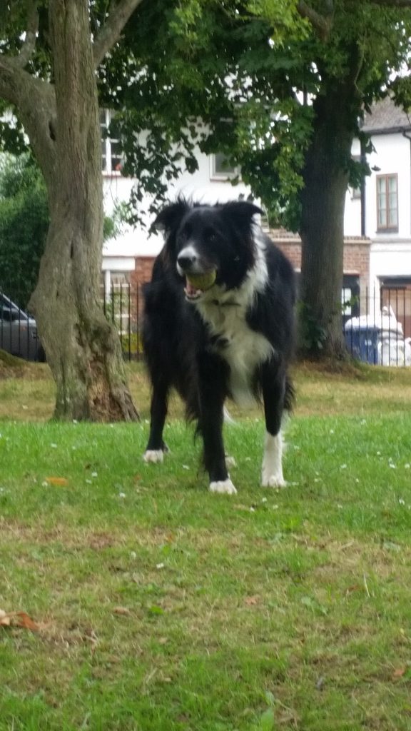 20160801_114417-e1470604996475-576x1024 Stress-free dog walking