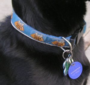 Chips and I.D tags Why both are essential for keeping your dog safe Finchley Dog Walker