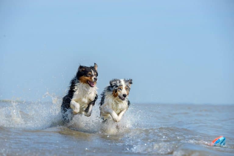 Dog Swimming and Water Safety