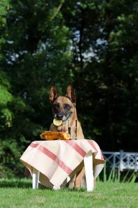 malinois-794410_640-199x300 Dogs and Picnics