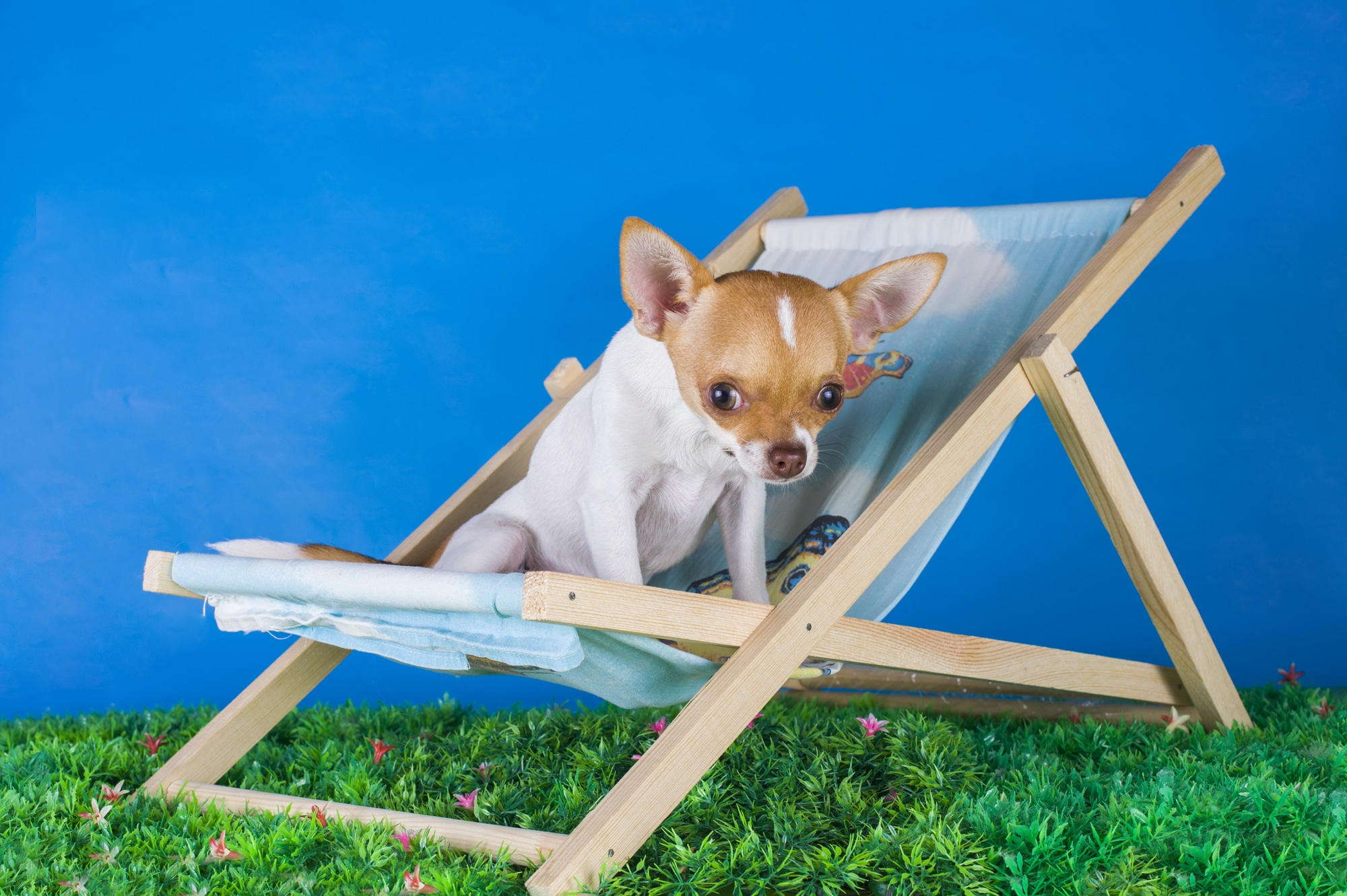 seasonal pet safety Finchley