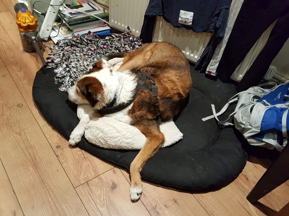 House sitting you can trust - Duncan sleeping