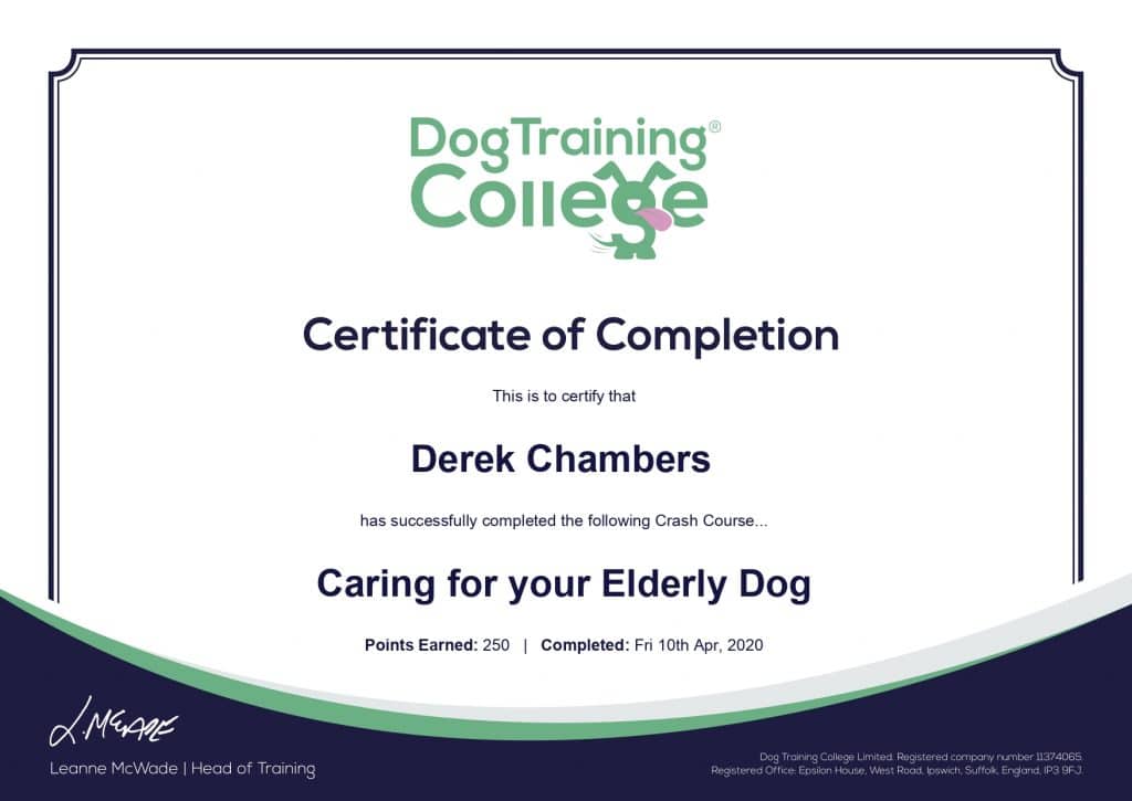 elderly-1024x725 Dog Walks for older dogs