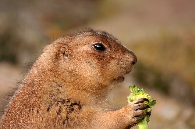 prairie-dog-433851_640 How best to handle your dog in a park around wild animals