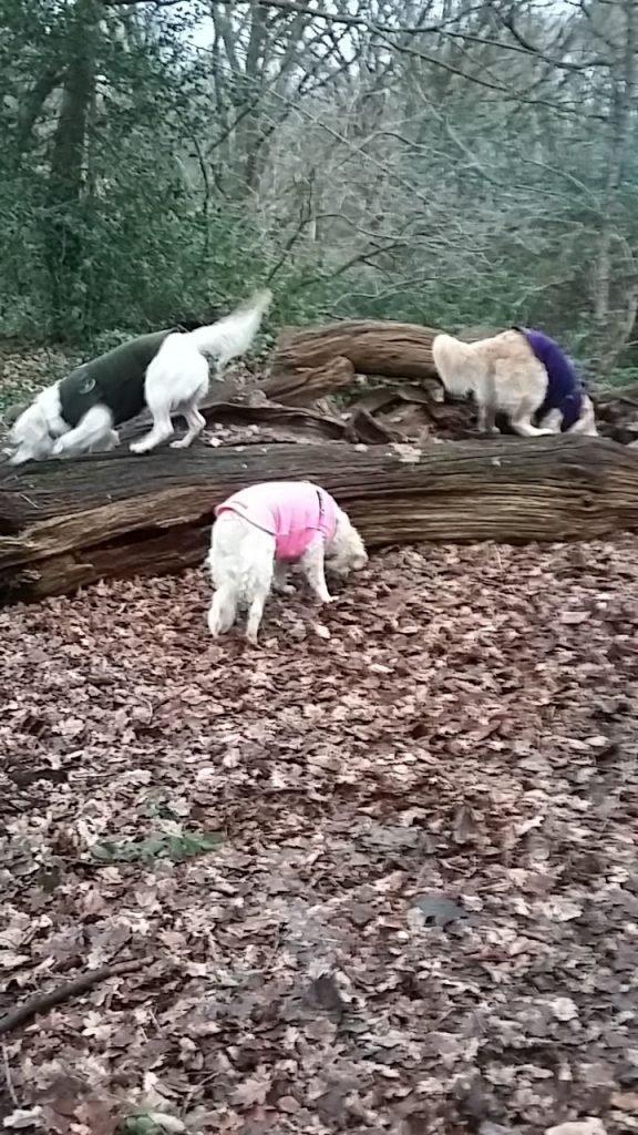 sausage tree - entertain your dog