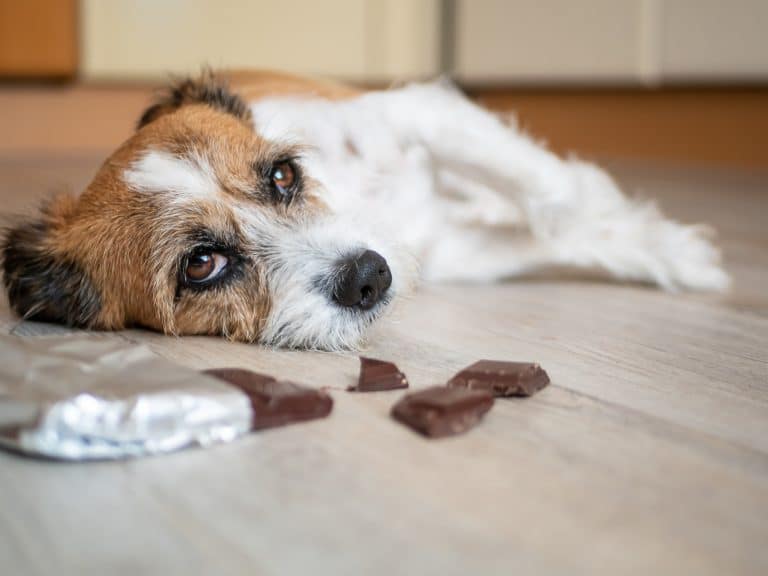 Easter Safety and Essentials for Dogs