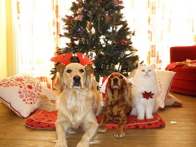 pets-962215_6401 The Dangers of Shop Bought Christmas Stockings for Dogs