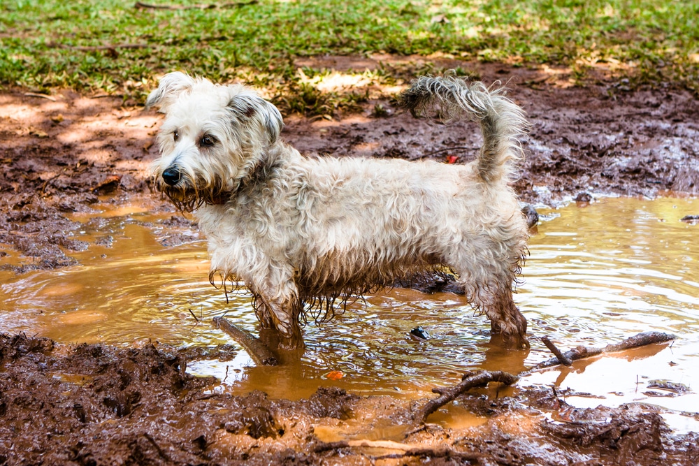 Depositphotos_77136377_s-2019 How to keep the house clean with dogs