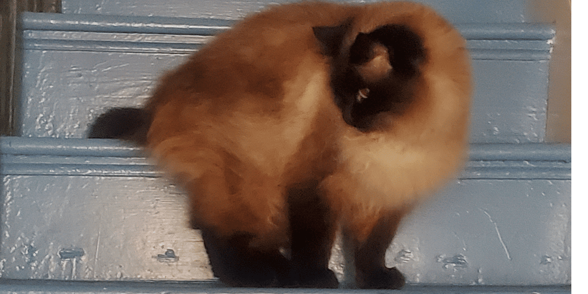 cat sitting finchley