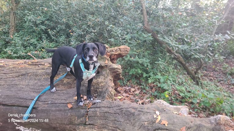 rudy in coldfall woods