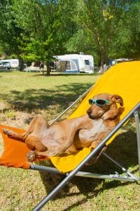 Depositphotos_30331651_xl-2015-200x300 Preparing for your dog friendly staycation