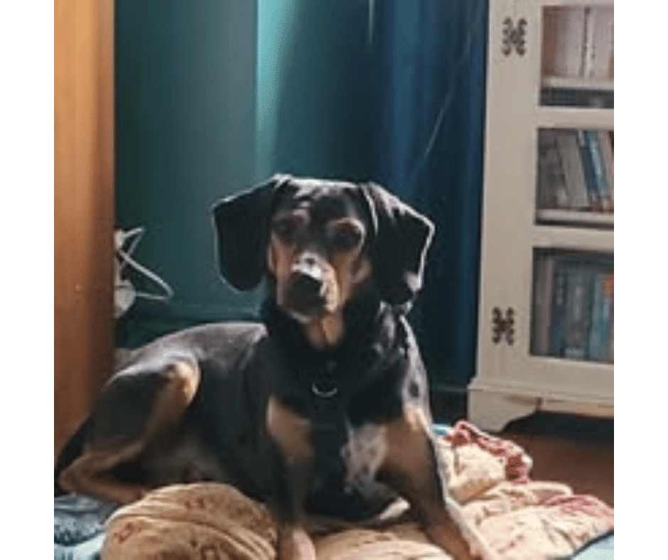 rodney Nervous Dog Settle at Home