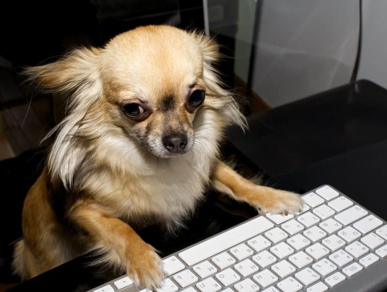 Working From Home With a Dog: Routine, Rest and Independence