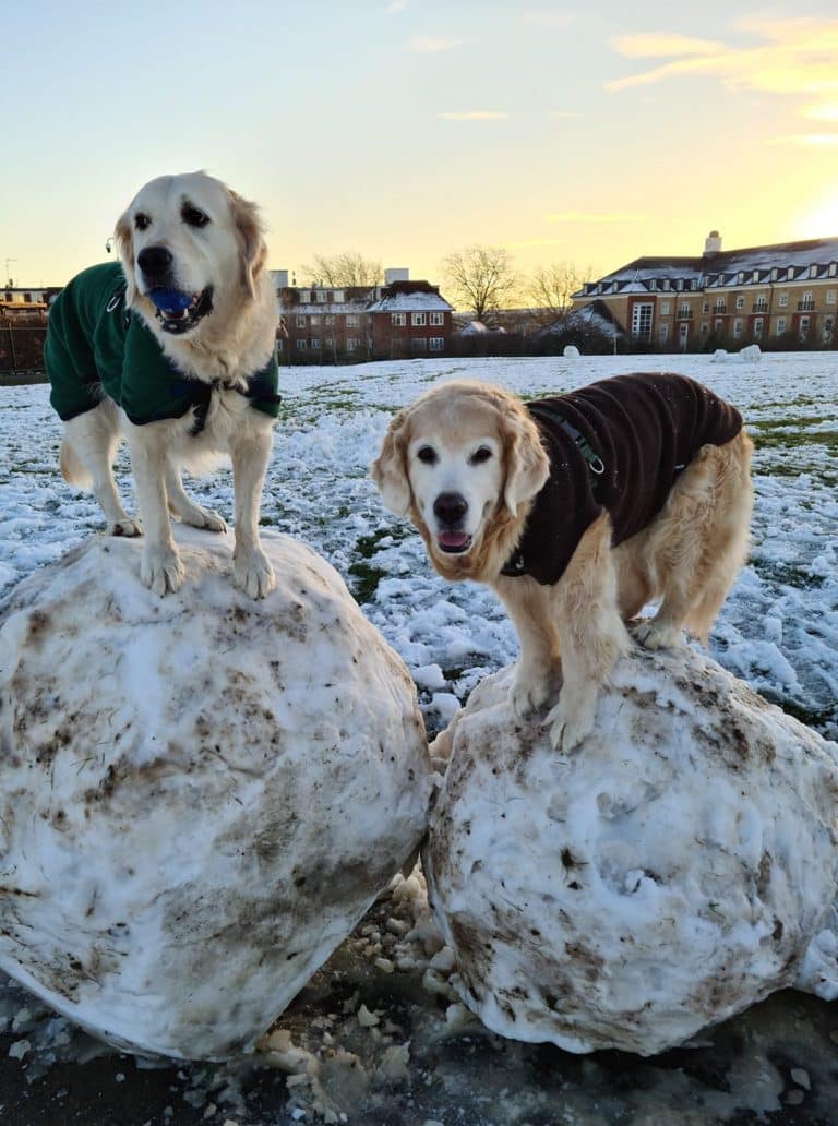 Dog walking safely on a lead during cold winter weather in Finchley