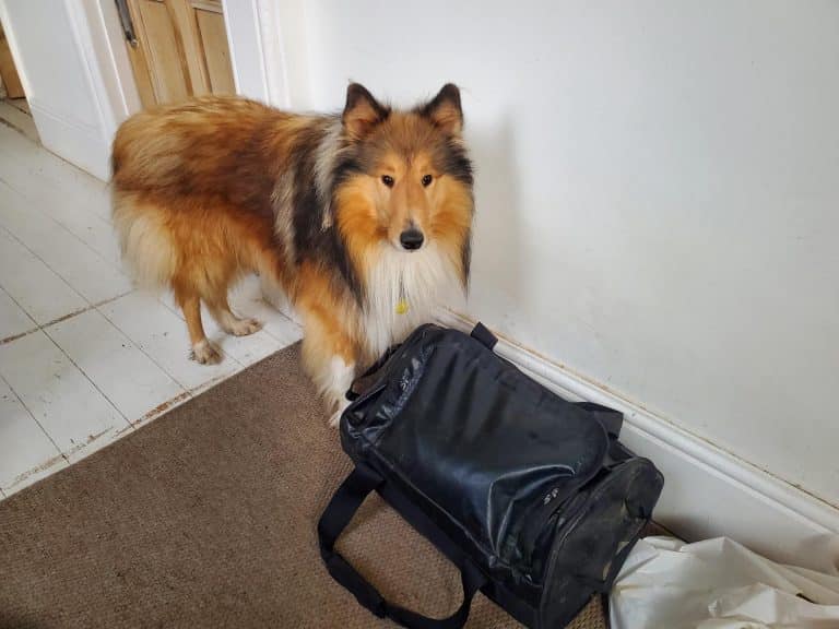 house sitting v boarding