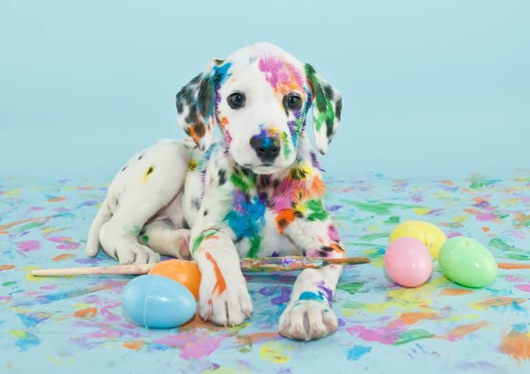How to Create a Safe Easter Egg Hunt for Your Dog