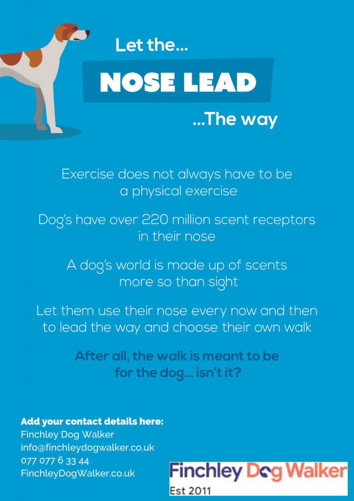 dog sniffing on walks