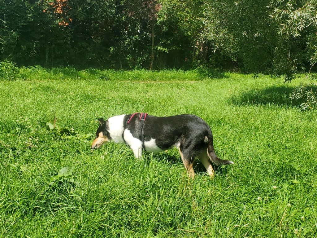 ruby-in-the-countryside-with-finchley-dog-walker-1024x768 Know your country code.