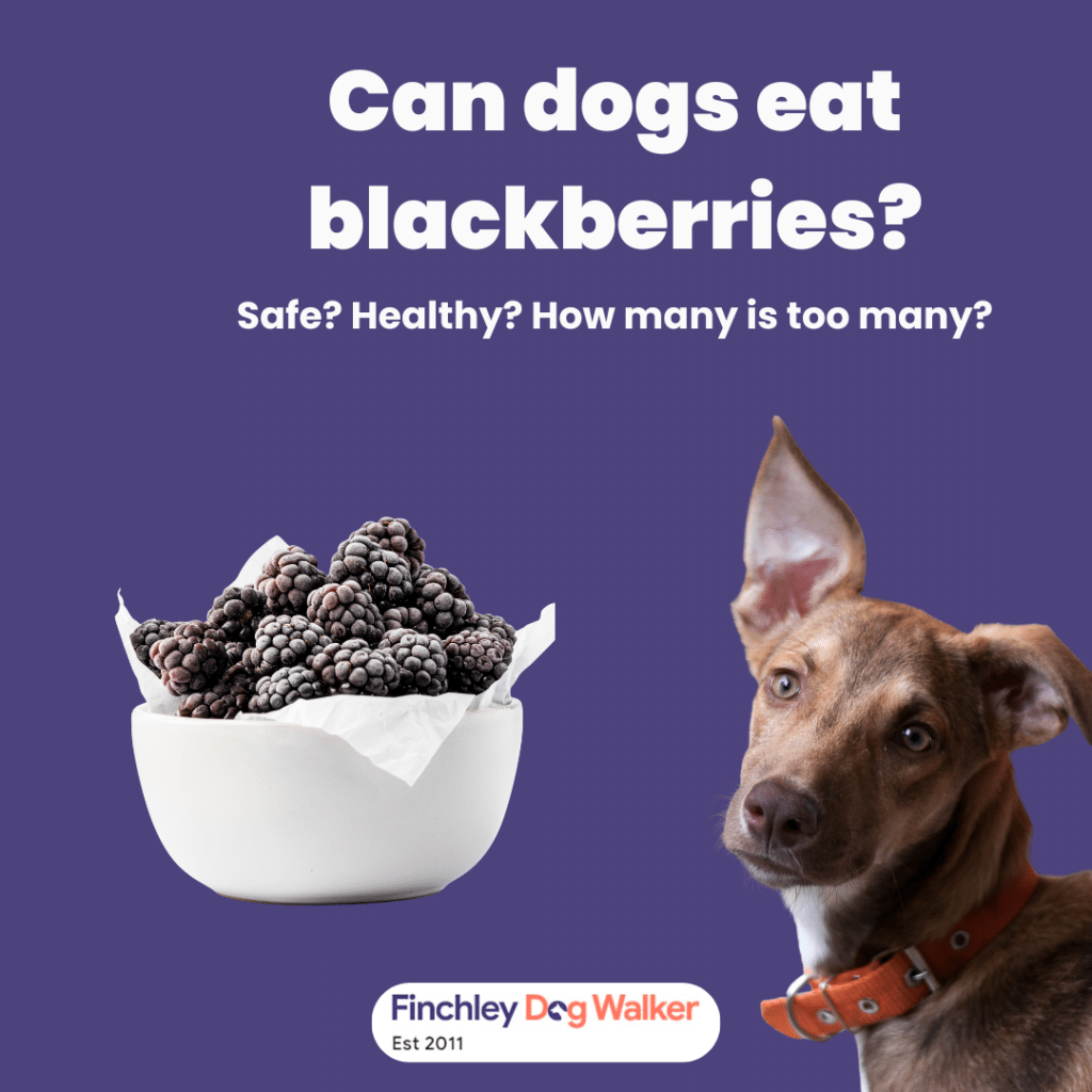 Dog sniffing a bowl of blackberries with the question: Can dogs eat blackberries