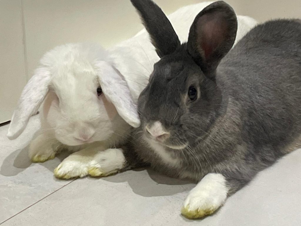 Rabbit Holiday Care FAQ