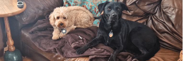 Choosing a trusted dog sitter or boarder