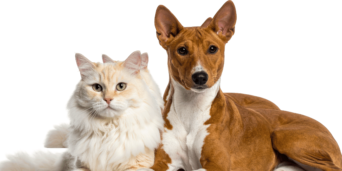 holiday care for dogs and cats Finchley