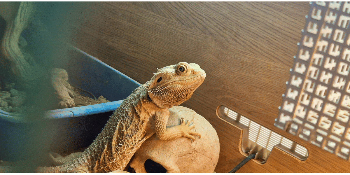 Small Animal Care in Finchley