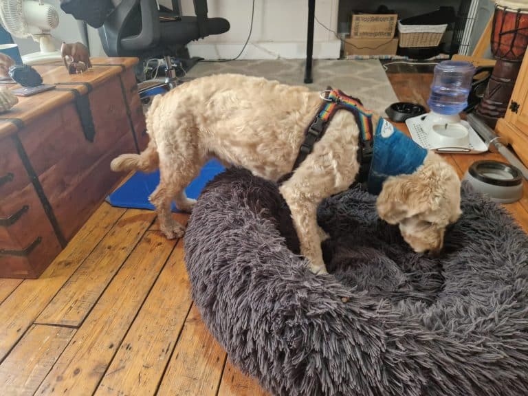 dog enrichment ideas that work