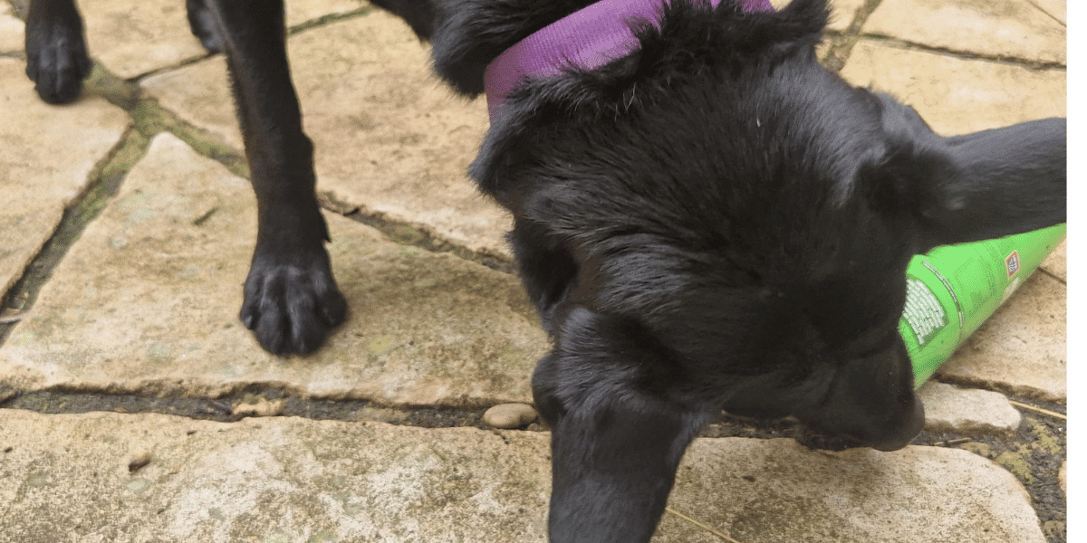 enrichment games or dogs
