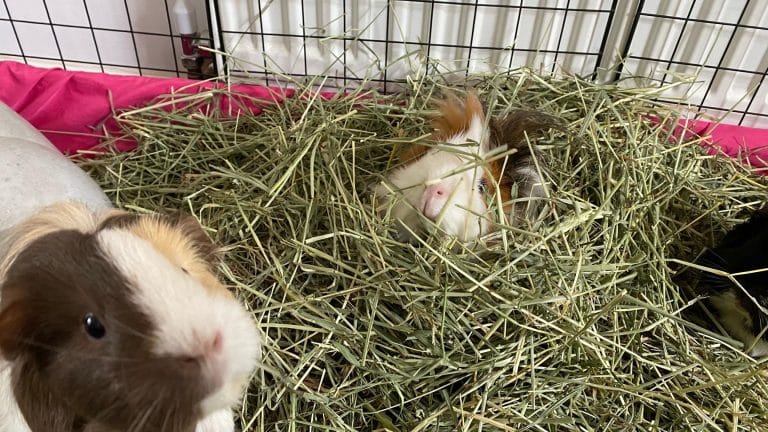 Small Animal Care in Finchley