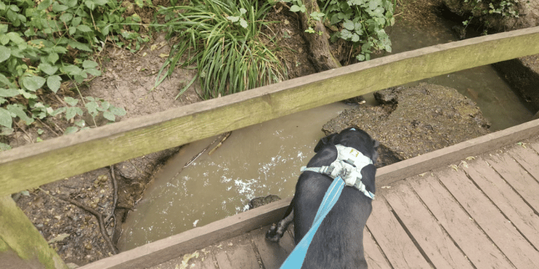 Why I Avoid Ponds and Streams During Dry Weather