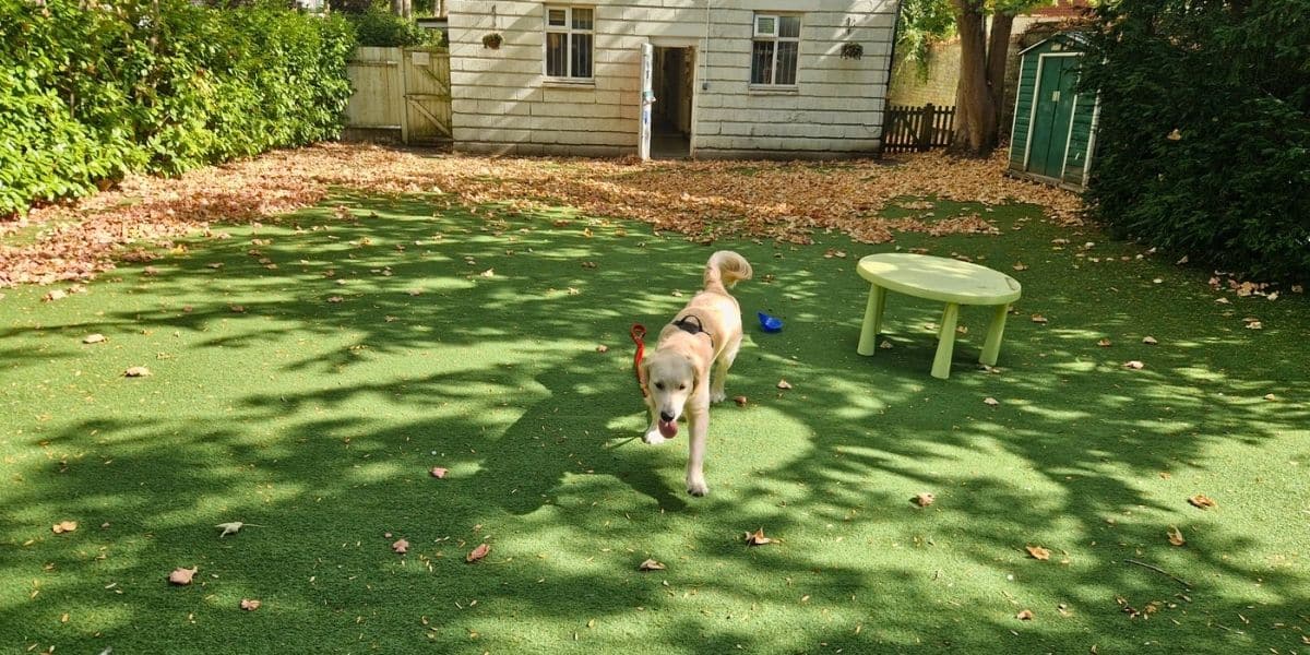 One-to-one dog training support at a private North London training venue