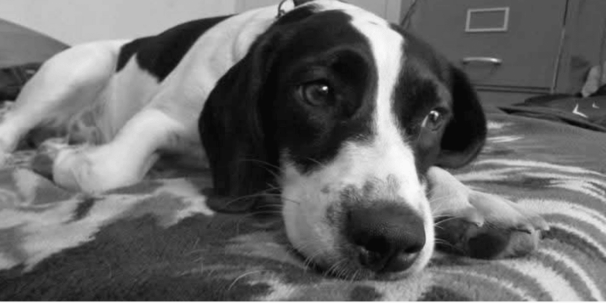 holiday care for senior dogs